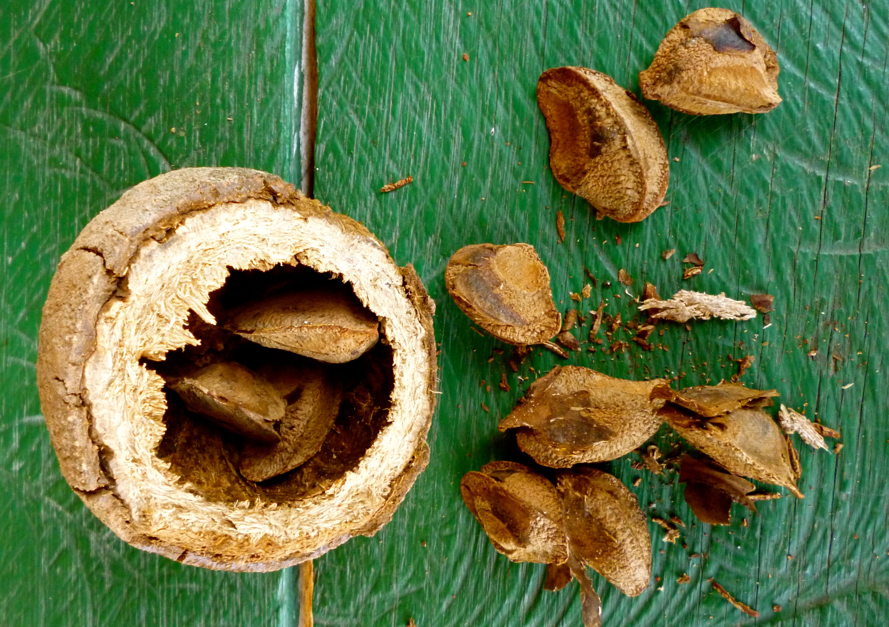 Орех из бразилии 5. Бразильский орех. Бразильский орех дерево. Бразильский орех фото. Семена тикового дерева.